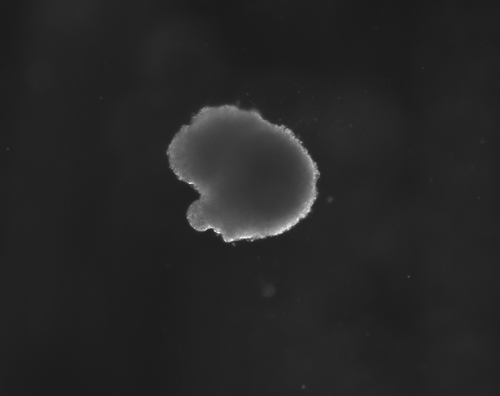 Image of 3D neurosphere