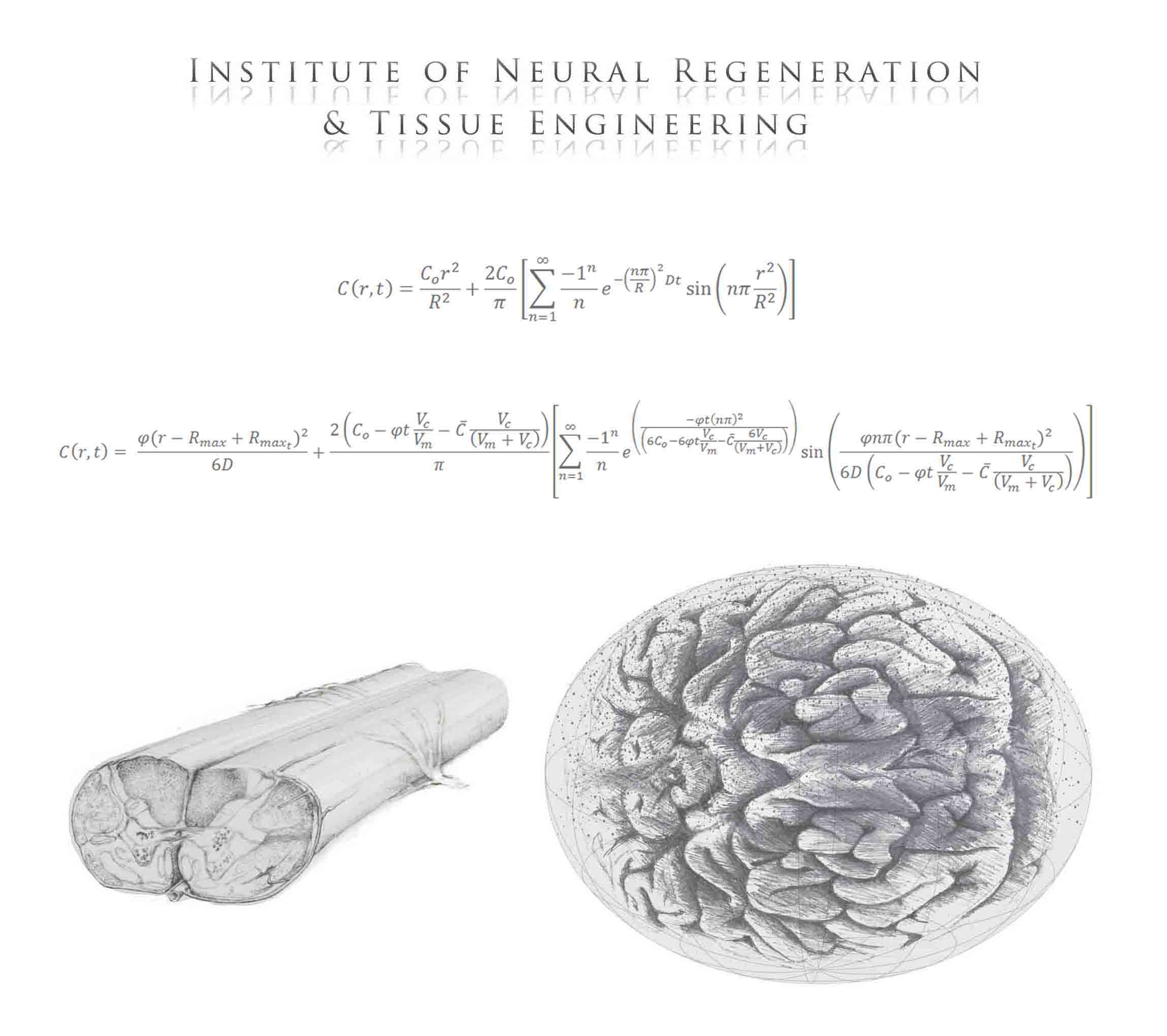 3D Tissue Models